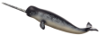 Mojo Narval