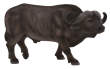 Mojo Buvol africký