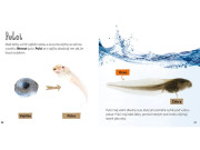 Z jehněte ovce, z pulce žába - Životní cyklus