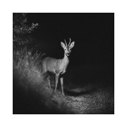 Noční dalekohled Albi