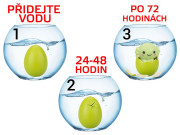 Axolotl 6 cm líhnoucí se z vajíčka 