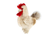 Kohout stojící plyšový 30 x 17 cm
