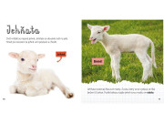 Z jehněte ovce, z pulce žába - Životní cyklus