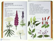 Vzhůru do divočiny! V lese