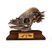 Lovci lebek Albi - Pachycephalosaurus