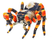 Pavouk hnědý plyšový 25 cm 0 m+