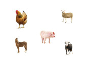 Dřevěné deskové puzzle 6 dílů a 4 předlohy Tvary a paměť