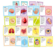 Pojďme se učit: Naše úžasné tělo Tactic