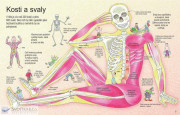 Jak funguje lidské tělo
