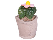 Plyšové pokojové rostliny 12-17 cm 0 m+Take Me Home