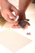 BABY DAB Barva na dětské otisky 2 ks modrá, šedá + AQUAINT 500 ml ZDARMA