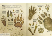 Kniha lesa Emily Bone, Alice James, ilustrace Nat Hues