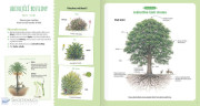 Stromy a jiné dřeviny