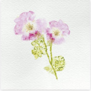 Deco XXL sada s aktivitami Herbář Janod Atelier 