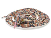 Plyšový had 220 cm