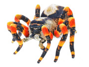 Pavouk hnědý plyšový 25 cm 0 m+