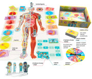 Pojďme se učit: Naše úžasné tělo Tactic