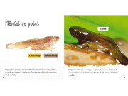 Z jehněte ovce, z pulce žába - Životní cyklus