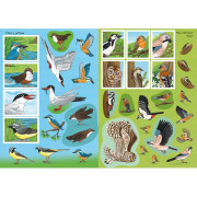 Svět zvířat v samolepkách Naši ptáci