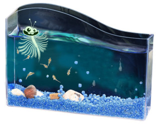 Vodní mazlíček žábronožka solná Kosmos