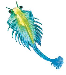 Vodní mazlíček žábronožka Kosmos