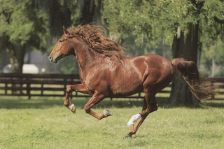 Puzzle Trefl Běžící kůň 1000 dílků 68x48cm