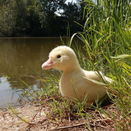 Plyšové káčátko 24 cm Rappa