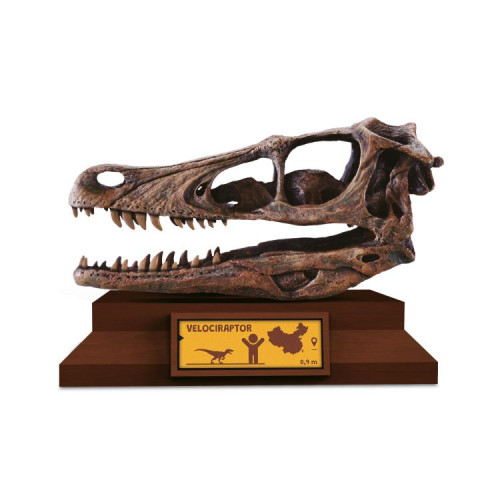 Lovci lebek Albi - Velociraptor