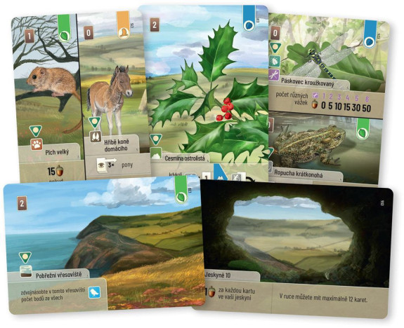 Smíšený les: Dartmoor Exmoor