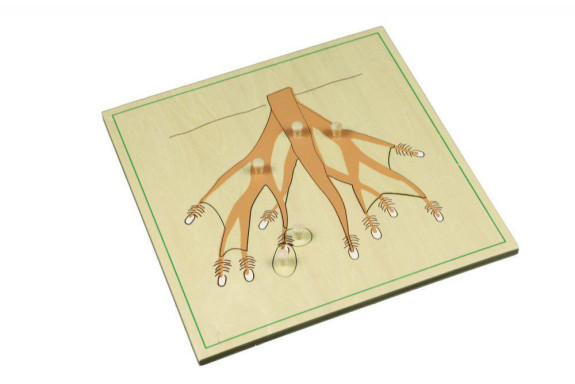 Puzzle - kořen