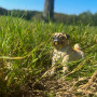 Figurka - Mops