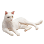 Mojo Kočka bílá ležící