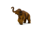 Mojo Mamut mládě