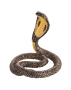 Mojo Kobra královská