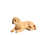 Mojo Labrador štěně