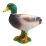 Mojo Kachna divoká