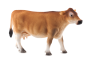 Mojo Jerseyská kráva