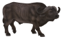 Mojo Buvol africký