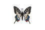 Motýl tropický Papilio/otakárek fenyklový zooted plast 8 cm
